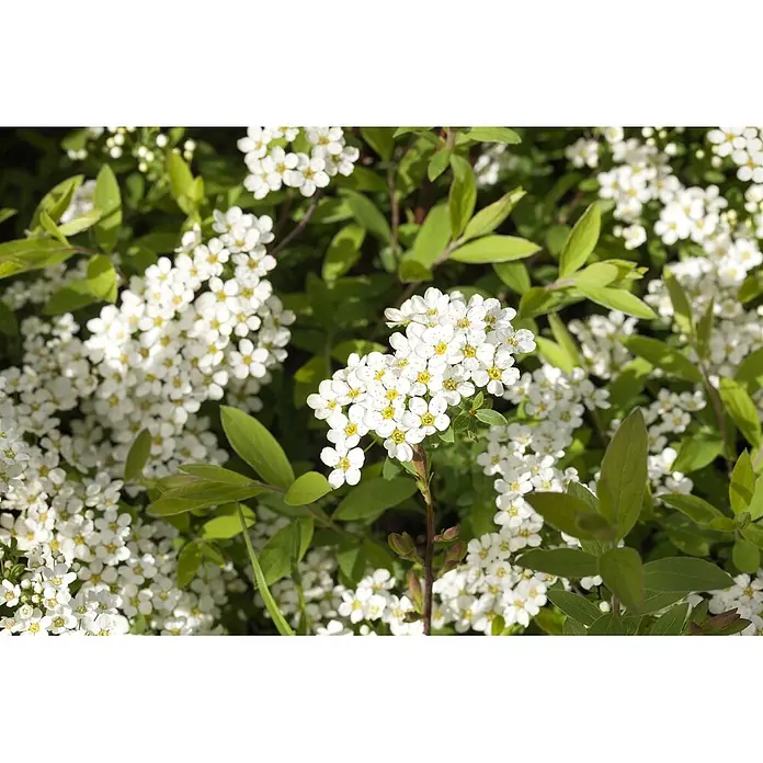 Pflanzen für dich Prunkspiere Graue Spiere - Spiraea cinerea 'Grefsheim', 80 cm - 100 cm, Weiß - Gruppe kleiner weißer Blüten mit gelben Zentren auf einer Pflanze mit grünen Blättern.