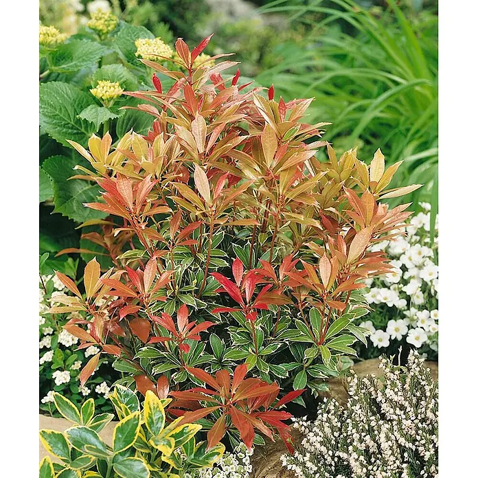 Pflanzen für dich Lavendelheide 20-25 cm - Pieris japonica 'Carnaval' - Kompakter Strauch mit leuchtend roten, orangen und grünen panaschierten Blättern.