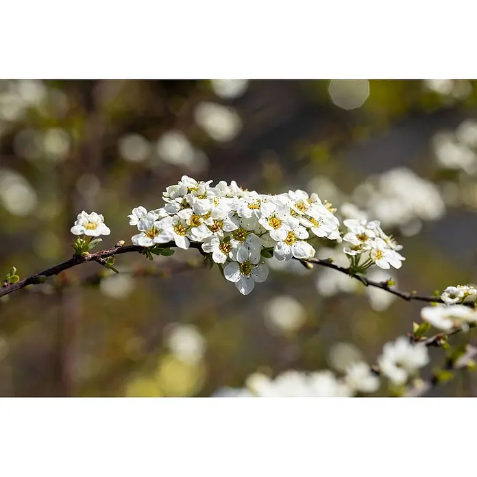 Pflanzen für dich Prunkspiere Graue Spiere - Spiraea cinerea 'Grefsheim', 80 cm - 100 cm, Weiß - Nahaufnahme von weißen Blüten mit gelben Zentren, die an einem dunklen Ast blühen.