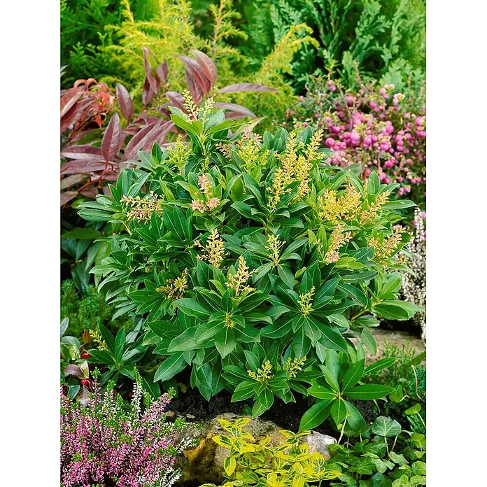 Pflanzen für dich Lavendelheide 25-30 cm - Pieris japonica 'Sarabande' - Üppiger grüner Strauch mit blassgelben und rosa Blütenrispen, der in einem vielfältigen Garten gedeiht.