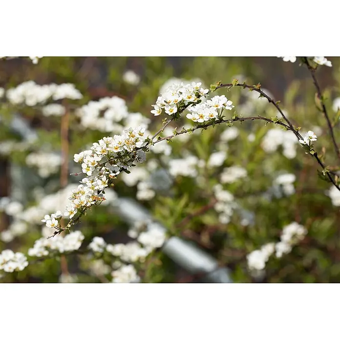 Pflanzen für dich Prunkspiere Graue Spiere - Spiraea cinerea 'Grefsheim', 80 cm - 100 cm, Weiß - Nahaufnahme kleiner weißer Blüten mit gelben Zentren an einem dunklen Ast.