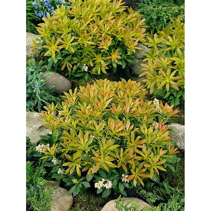 Pflanzen für dich Lavendelheide 25-30 cm - Pieris japonica 'Sarabande' - Strauch mit leuchtendem Neuaustrieb in Rot-, Orange- und Gelbgrüntönen, mit kleinen weißen Glockenblüten, eingebettet im Garten.