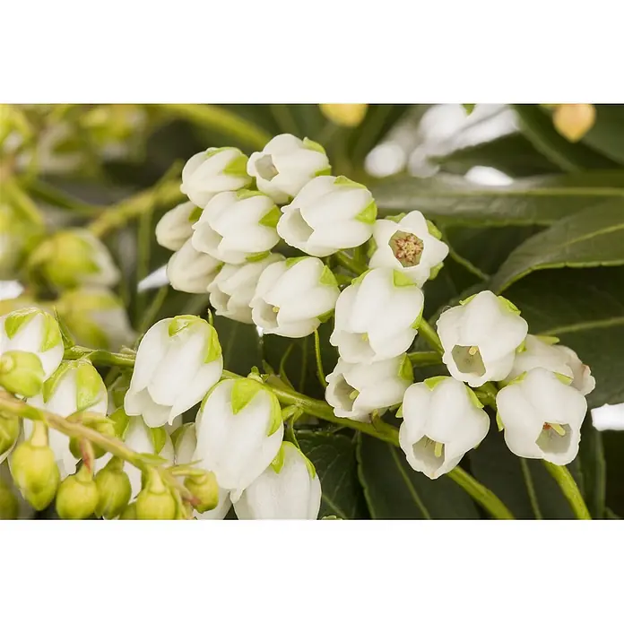 Pflanzen für dich Lavendelheide 25-30 cm - Pieris japonica 'Sarabande' - Weiße, glockenförmige Blüten mit grünen Akzenten, an Stielen gruppiert.