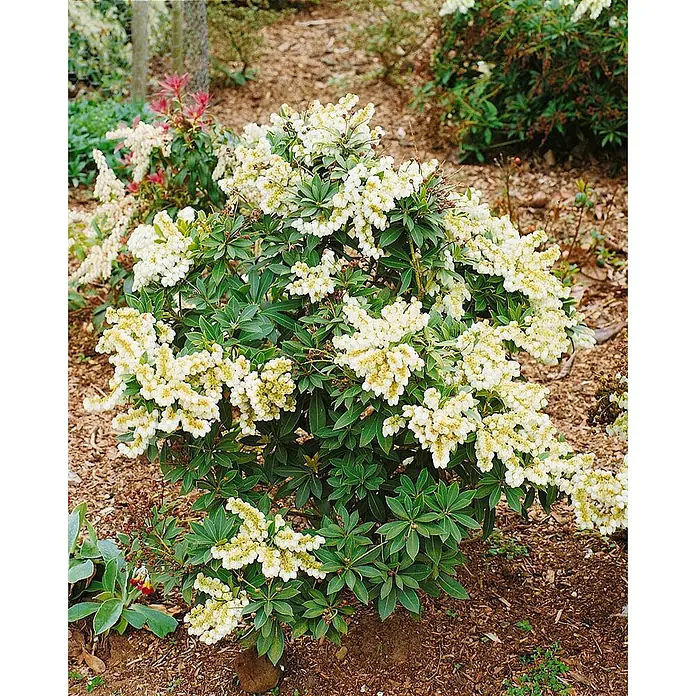 Pflanzen für dich Lavendelheide 25-30 cm - Pieris japonica 'Sarabande' - Ein lebendiger Strauch mit cremeweißen, glockenförmigen Blüten und dunkelgrünen Blättern, der in einem Gartenbeet gedeiht.