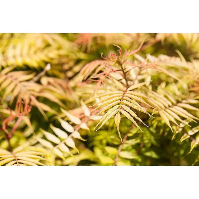 Pflanzen für dich Prunkspiere 125-150 cm - Sorbaria sorbifolia, 125 cm - 150 cm, Weiß - Detail goldgelber, farnähnlicher Blätter mit rötlichen Spitzen.