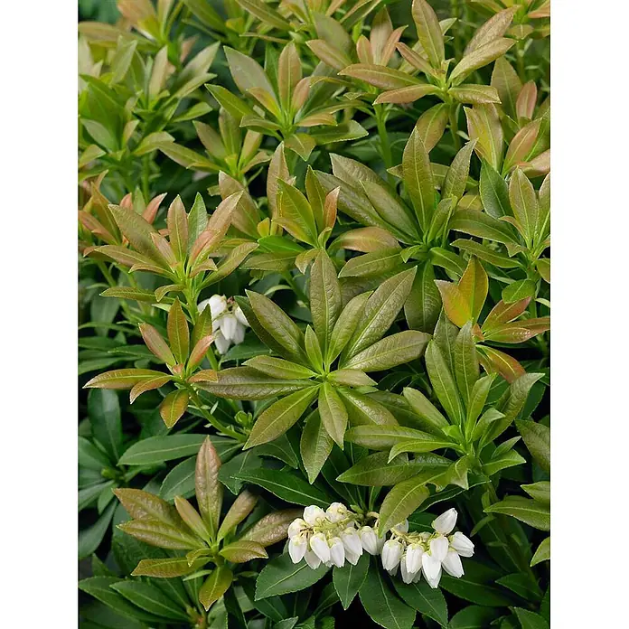 Pflanzen für dich Lavendelheide 25-30 cm - Pieris japonica 'Sarabande' - Grüne und rötlich-braune Blätter mit Trauben weißer, glockenförmiger Blüten.