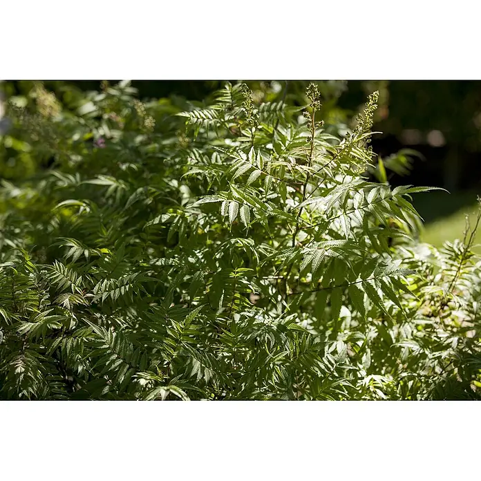 Pflanzen für dich Prunkspiere 125-150 cm - Sorbaria sorbifolia, 125 cm - 150 cm, Weiß - Üppige Grünpflanze mit zahlreichen gefiederten Blättern und kleinen Blütenköpfen.