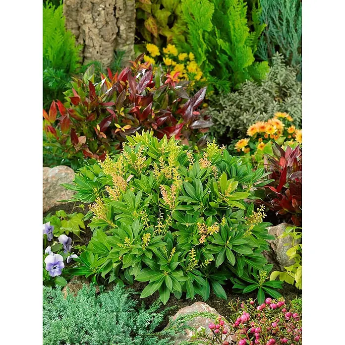 Pflanzen für dich Lavendelheide 25-30 cm - Pieris japonica 'Sarabande' - Üppiger grüner Gartenstrauch mit kleinen hellorange-gelben Blütenrispen, inmitten anderer farbenprächtiger Pflanzen und Steine.
