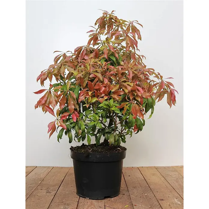 Pflanzen für dich Lavendelheide 40-50 cm - Pieris japonica 'Forest Flame' - Topfpflanze mit leuchtend rot-orangem und grünem Laub in einem schwarzen Topf.
