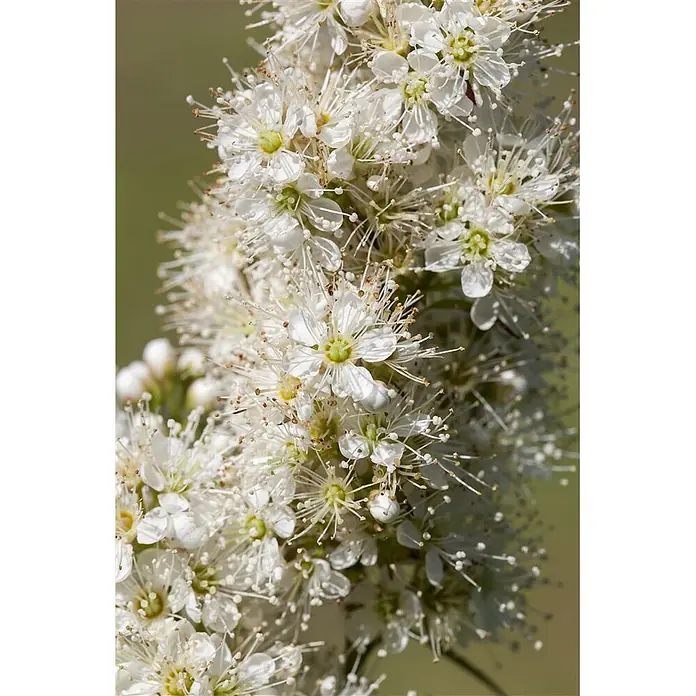 Pflanzen für dich Prunkspiere 125-150 cm - Sorbaria sorbifolia, 125 cm - 150 cm, Weiß - Dichte Ansammlung kleiner weißer Blüten mit langen Staubfäden und hellgrünen Zentren, dicht blühend.