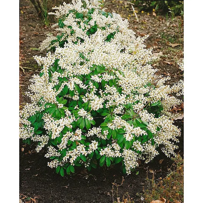 Pflanzen für dich Lavendelheide 25-30 cm - Pieris japonica 'White Pearl' - Blühender immergrüner Strauch mit dichten Büscheln kleiner weißer Blüten.