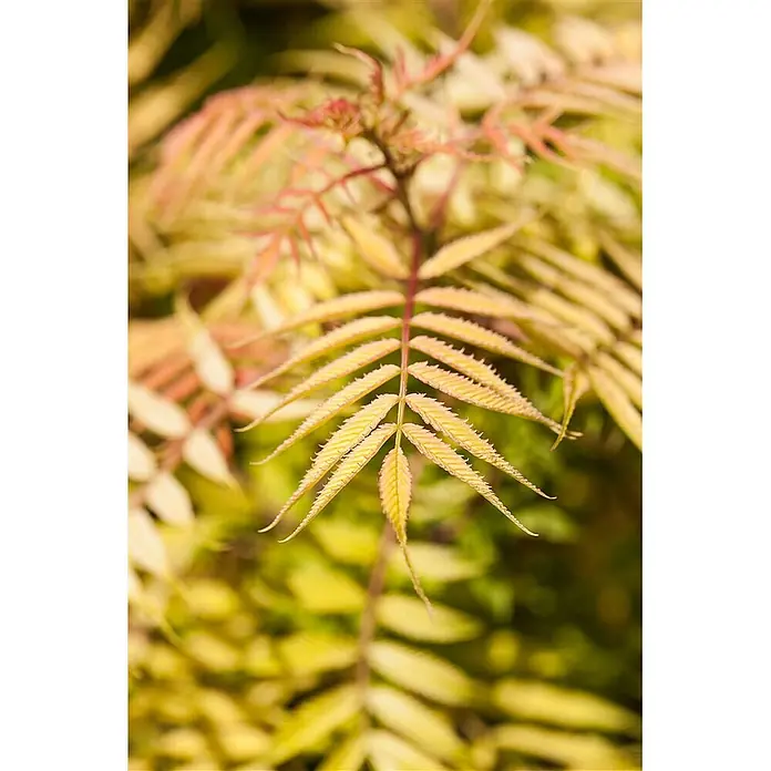 Pflanzen für dich Prunkspiere 125-150 cm - Sorbaria sorbifolia, 125 cm - 150 cm, Weiß - Nahaufnahme eines farnähnlichen Blattes, leuchtend gelb-grün mit rötlichen Stielen und gezackten Rändern.
