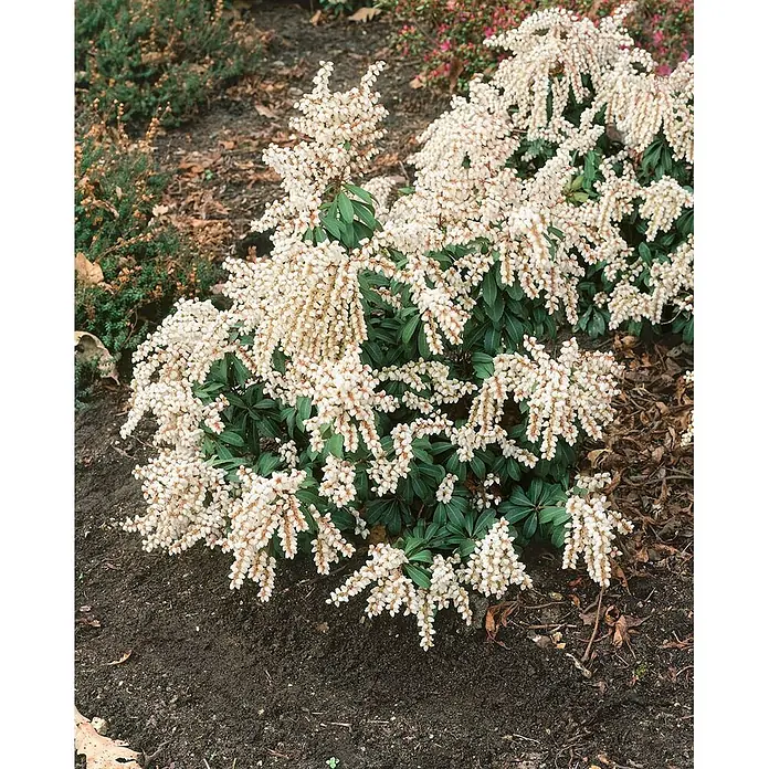 Pflanzen für dich Lavendelheide 25-30 cm - Pieris japonica 'White Pearl' - Ein blühender Pieris japonica Busch mit Büscheln kleiner weißer glockenförmiger Blüten und dunkelgrünen Blättern, im Gartenboden gepflanzt.