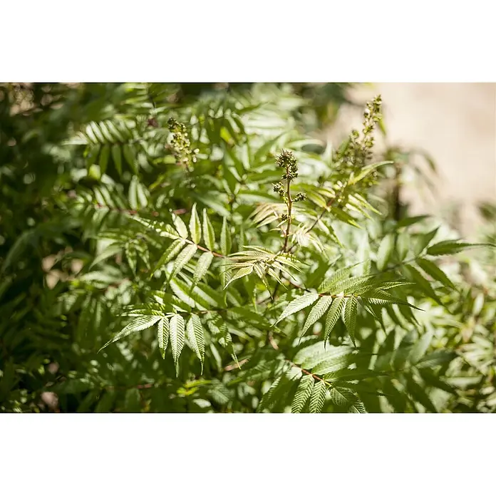 Pflanzen für dich Prunkspiere 125-150 cm - Sorbaria sorbifolia, 125 cm - 150 cm, Weiß - Üppiges grünes Laub mit gezackten Blättern und sich entwickelnden Blütenknospen.