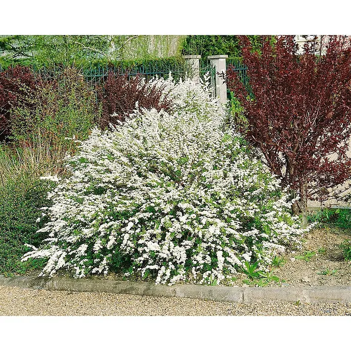 Pflanzen für dich Prunkspiere 100-125 cm - Spiraea arguta, 100 cm - 125 cm, Weiß - Weiß blühender Strauch, wahrscheinlich Spiraea, dicht bedeckt mit kleinen weißen Blüten, in einem Gartenbeet mit grünen und roten Pflanzen.