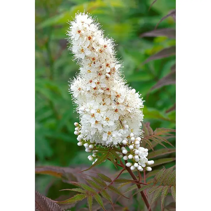 Pflanzen für dich Prunkspiere 125-150 cm - Sorbaria sorbifolia, 125 cm - 150 cm, Weiß - Weiße, federartige Blütenrispen mit auffälligen Staubblättern und ungeöffneten Knospen, daneben dunkle, farnähnliche Blätter.