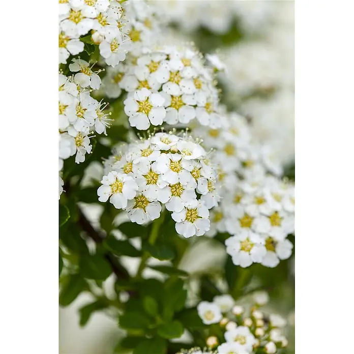 Pflanzen für dich Prunkspiere 100-125 cm - Spiraea arguta, 100 cm - 125 cm, Weiß - Nahaufnahme kleiner weißer Blüten mit gelben Zentren und grünen Blättern.