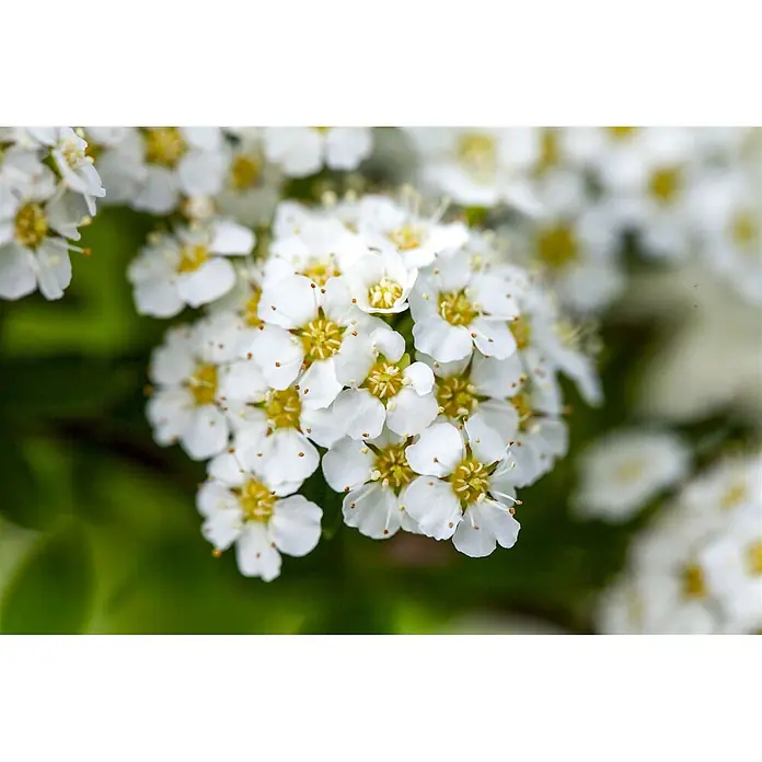 Pflanzen für dich Prunkspiere 30-40 cm - Spiraea decumbens, 30 cm - 40 cm, Weiß - Gruppe kleiner weißer Blüten mit leuchtend gelben Mitten.