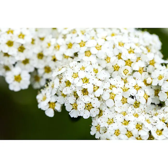 Pflanzen für dich Prunkspiere 100-125 cm - Spiraea arguta, 100 cm - 125 cm, Weiß - Dichte Büschel kleiner weißer Blüten mit gelben Zentren und kleinen braunen Staubbeuteln.