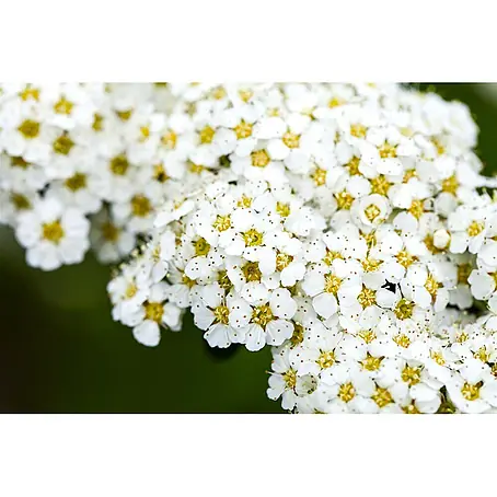 Pflanzen für dich  Prunkspiere 100-125 cm