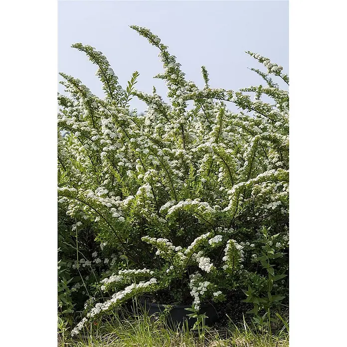 Pflanzen für dich Prunkspiere 60-100 cm - Spiraea nipponica 'Snowmound', 60 cm - 100 cm, Weiß - Dichter Strauch mit kaskadierenden Ästen, bedeckt mit kleinen weißen Blüten und grünen Blättern.