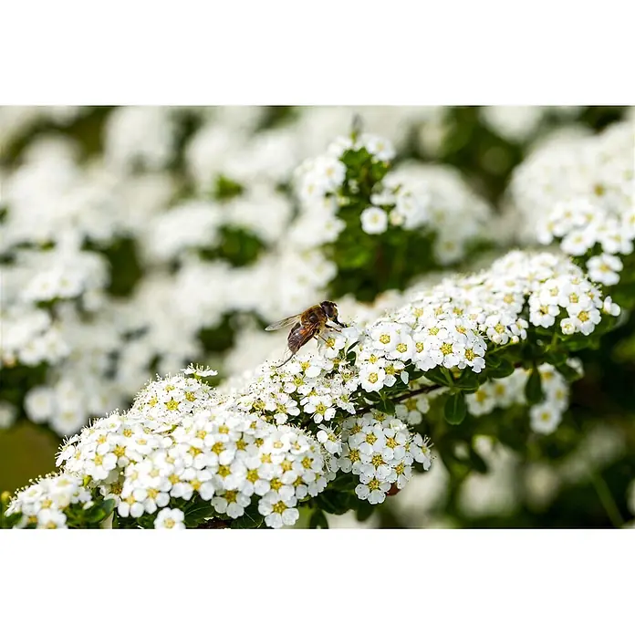 Pflanzen für dich Prunkspiere 100-125 cm - Spiraea arguta, 100 cm - 125 cm, Weiß - Eine Biene sitzt auf einer Ansammlung kleiner weißer Blüten.
