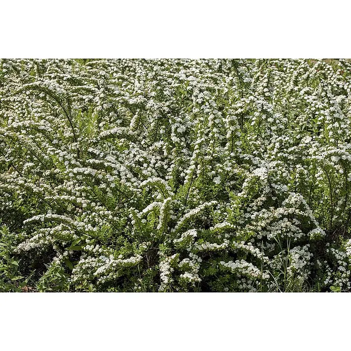 Pflanzen für dich Prunkspiere 60-100 cm - Spiraea nipponica 'Snowmound', 60 cm - 100 cm, Weiß - Dichter Busch mit zahlreichen kleinen weißen Blüten und grünem Laub bedeckt.