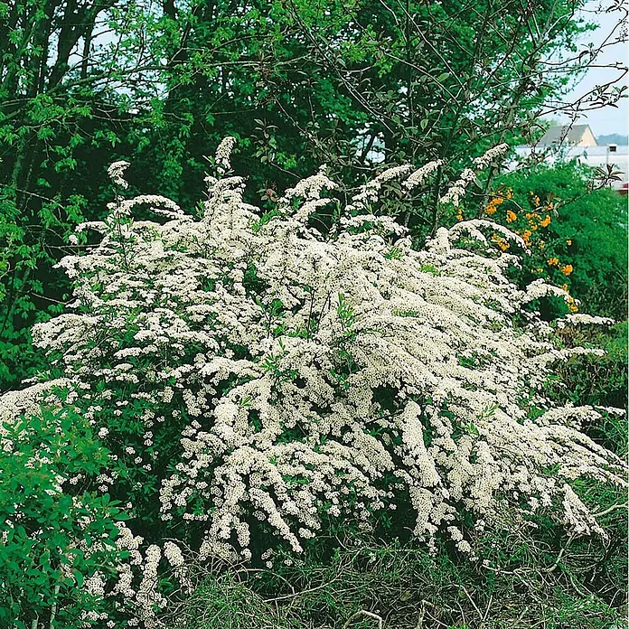 Pflanzen für dich Prunkspiere 100-125 cm - Spiraea arguta, 100 cm - 125 cm, Weiß - Dichter Blütenstrauch mit zahlreichen kleinen weißen Blüten, leuchtend grünem Laub und weiteren Pflanzen im Hintergrund.