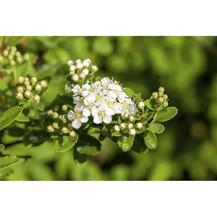 Pflanzen für dich Prunkspiere 60-100 cm - Spiraea nipponica 'Snowmound', 60 cm - 100 cm, Weiß - Nahaufnahme kleiner weißer Blüten in einer Ansammlung, umgeben von grünen Blättern und Knospen, mit Wassertropfen auf Blütenblättern und Blättern.