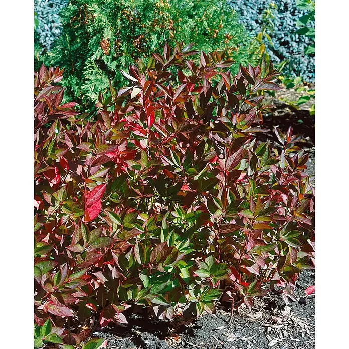 Pflanzen für dich Prunkspiere 30-40 cm - Itea virginica 'Merlot', 30 cm - 40 cm, Weiß - Rot-grün belaubter Strauch in einer Gartenanlage, mit lebhaftem Herbstlaub.