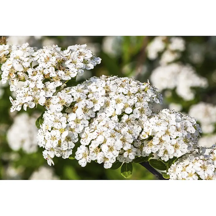 Pflanzen für dich Japanische Prachtspiere 40-60 cm - Spiraea nipponica 'Halward's Silver', Aktuelle Wuchshöhe: 40 cm - 60 cm - Dichte Büschel kleiner weißer Blüten mit dunklen, gesprenkelten Zentren an einem Ast.