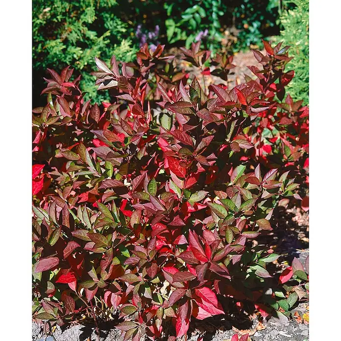Pflanzen für dich Prunkspiere 30-40 cm - Itea virginica 'Merlot', 30 cm - 40 cm, Weiß - Strauch mit leuchtend roten und grünen Blättern im Garten.