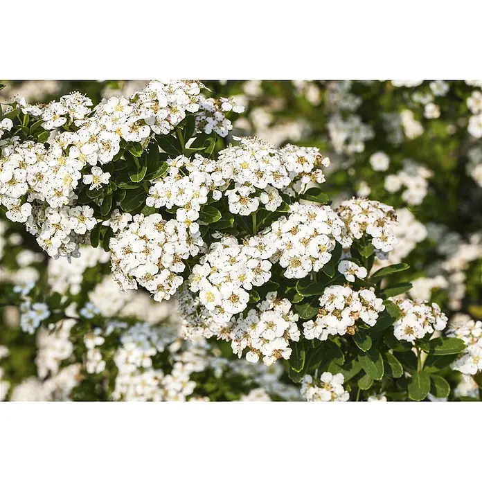 Pflanzen für dich Japanische Prachtspiere 40-60 cm - Spiraea nipponica 'Halward's Silver', Aktuelle Wuchshöhe: 40 cm - 60 cm - Büschel kleiner weißer Blüten mit gelben Zentren auf einem belaubten grünen Strauch, in der Sonne blühend.