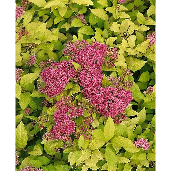 Pflanzen für dich Prunkspiere 30-40 cm - Spiraea japonica 'Golden Princess', 30 cm - 40 cm, Rosa - Ein lebhafter Blühstrauch mit rosa Blüten und leuchtend gelbgrünen Blättern.