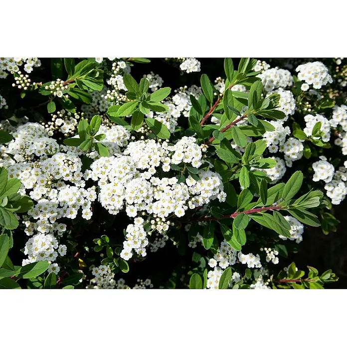 Pflanzen für dich Prunkspiere 60-100 cm - Spiraea nipponica 'Snowmound', 60 cm - 100 cm, Weiß - Dichter Busch kleiner weißer Blüten mit gelber Mitte und grünen Blättern.