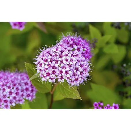 Pflanzen für dich  Prunkspiere 40-60 cm