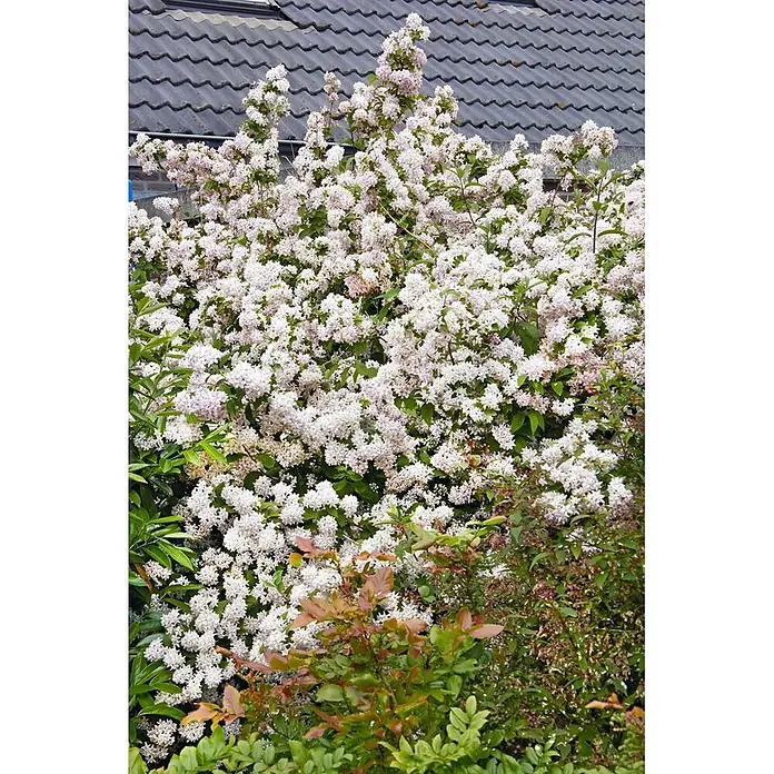 Pflanzen für dich Prunkspiere 60-100 cm - Deutzia x hybrida 'Mont Rose', 60 cm - 100 cm, Rosa - Üppiger, dichter Strauch mit reichlichen weißen und zartrosa Blüten.