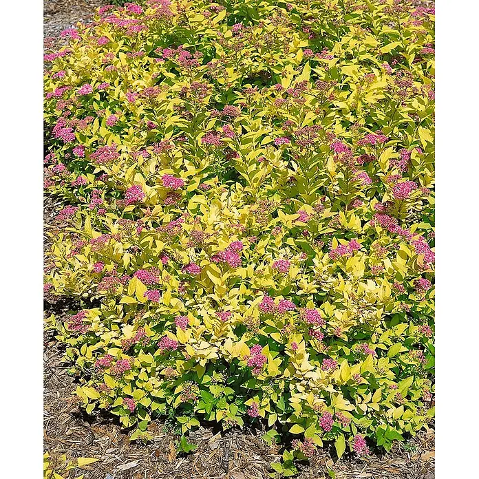 Pflanzen für dich Prunkspiere 30-40 cm - Spiraea japonica 'Golden Princess', 30 cm - 40 cm, Rosa - Üppiger Strauch mit hellgelbem Laub und zarten rosa Blütenbüscheln.