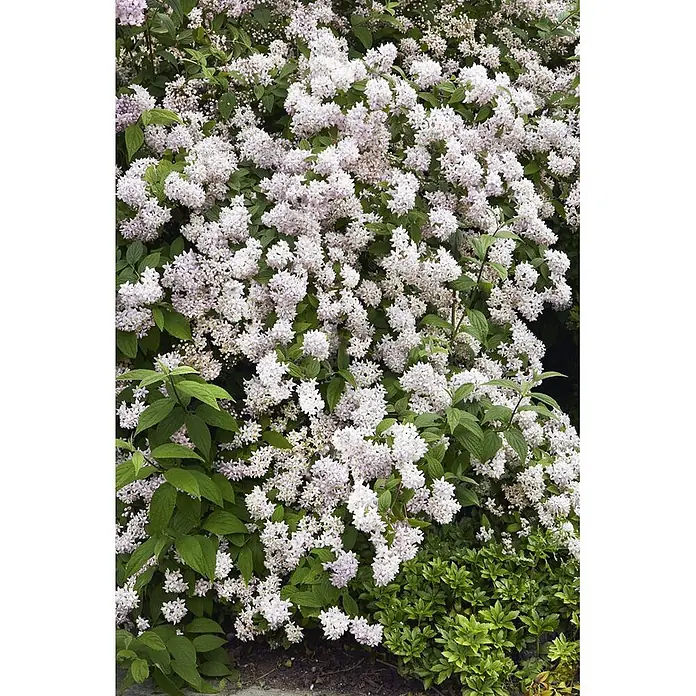 Pflanzen für dich Prunkspiere 60-100 cm - Deutzia x hybrida 'Mont Rose', 60 cm - 100 cm, Rosa - Ein dichter Strauch, bedeckt mit unzähligen kleinen weißen bis blassrosa Blüten und grünen Blättern, üppig blühend.