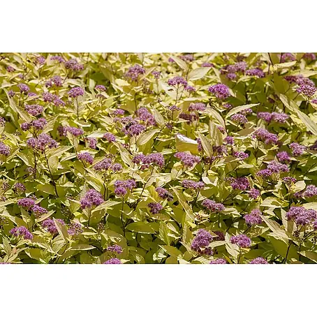Pflanzen für dich  Prunkspiere 30-40 cm