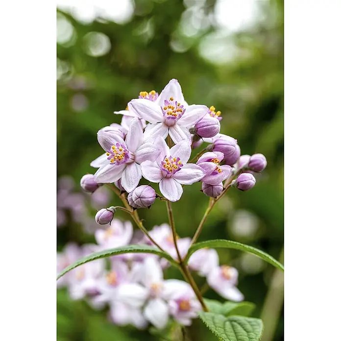 Pflanzen für dich Prunkspiere 60-100 cm - Deutzia x hybrida 'Mont Rose', 60 cm - 100 cm, Rosa - Eine Gruppe zartrosa sternförmiger Blüten mit gelben Staubblättern und ungeöffneten Knospen an grünen Stielen.