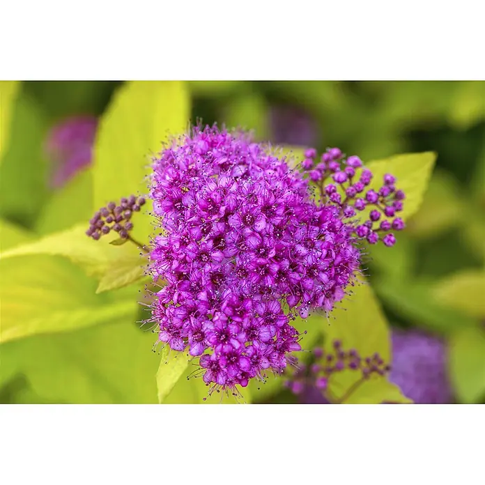Pflanzen für dich Prunkspiere 30-40 cm - Spiraea japonica 'Golden Princess', 30 cm - 40 cm, Rosa - Bündel leuchtend violetter Blüten mit zarten Staubgefäßen, umgeben von hellgrünen Blättern.