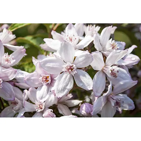 Pflanzen für dich  Prunkspiere 40-60 cm