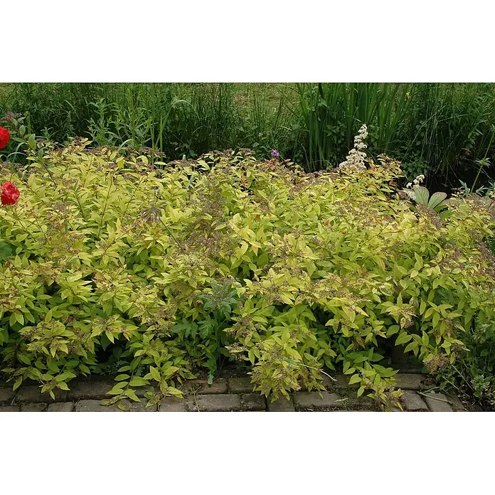 Pflanzen für dich Prunkspiere 30-40 cm - Spiraea japonica 'Golden Princess', 30 cm - 40 cm, Rosa - Strauch mit leuchtend gelb-grünen Blättern und kleinen rötlich-braunen Blütenständen im Gartenbeet.