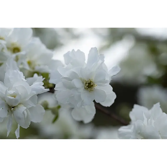 Pflanzen für dich Prunkspiere Prunkspiere - Exochorda macrantha 'The Bride', 80 cm - 100 cm, Weiß - Nahaufnahme zarter weißer Blüten mit mehreren Blütenblättern an einem Ast.