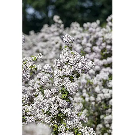 Pflanzen für dich  Hortensie 60-100 cm