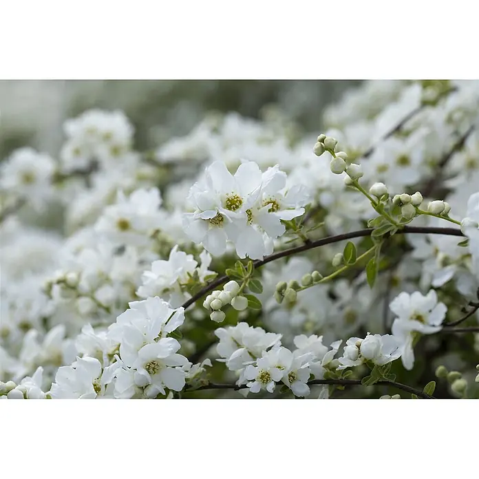 Pflanzen für dich Prunkspiere Prunkspiere - Exochorda macrantha 'The Bride', 80 cm - 100 cm, Weiß - Büschel zarter weißer Blüten mit gelb-grünen Mitten und ungeöffneten Knospen an dunklen Zweigen.