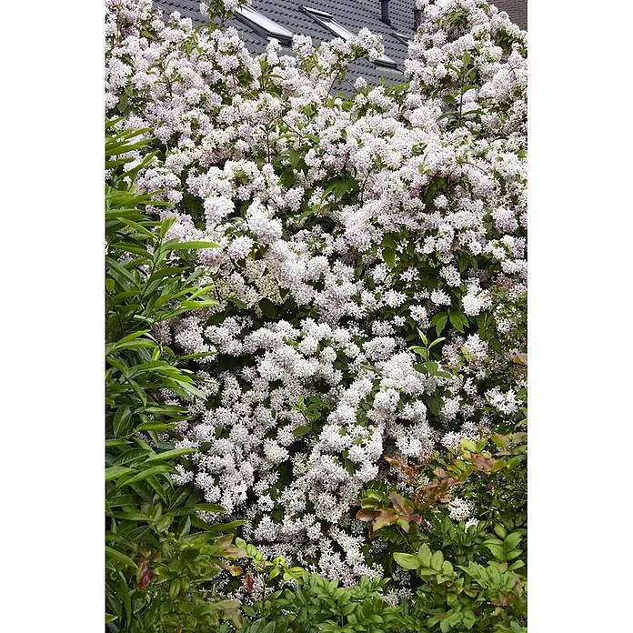 Pflanzen für dich Prunkspiere 60-100 cm - Deutzia x hybrida 'Mont Rose', 60 cm - 100 cm, Rosa - Blütenreicher Strauch mit unzähligen kleinen weißen bis blassrosa Blüten, umgeben von grünem Laub und einem Dach im Hintergrund.