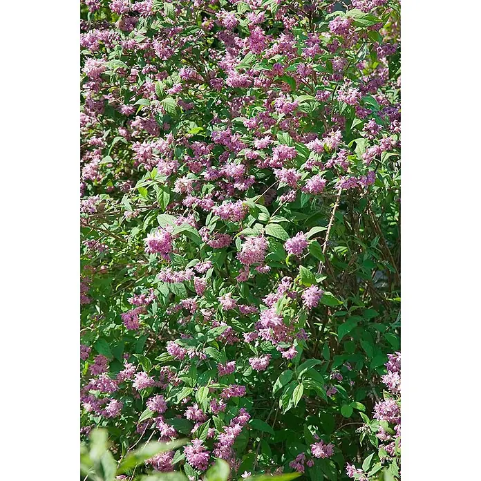 Pflanzen für dich Prunkspiere 60-100 - Deutzia x hybrida 'Strawberry Fields', 60 cm - 100 cm, Rosa - Dichter Strauch mit zahlreichen rosafarbenen Blüten und grünen Blättern.
