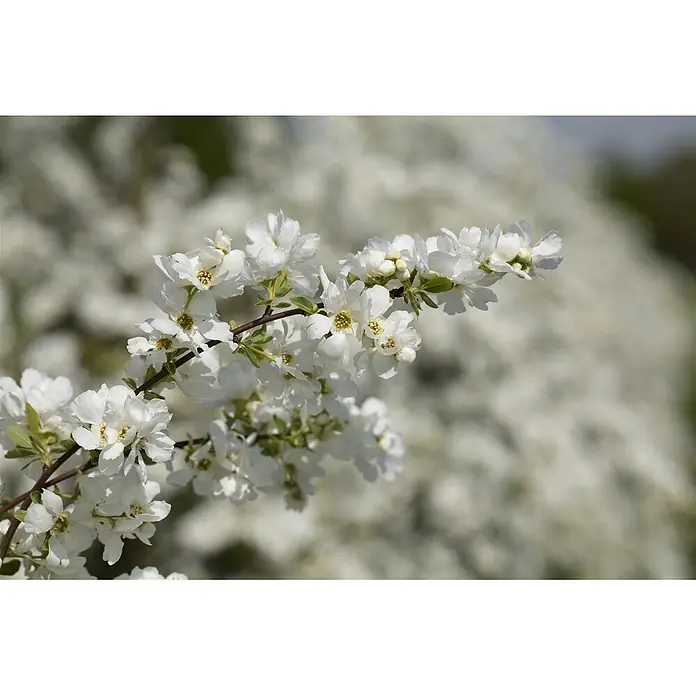 Pflanzen für dich Prunkspiere Prunkspiere - Exochorda macrantha 'The Bride', 80 cm - 100 cm, Weiß - Ein Ast mit zarten weißen Blüten, jede mit einem leuchtend gelben Zentrum, vor einem weichen, unscharfen Hintergrund aus weiteren weißen Blüten.